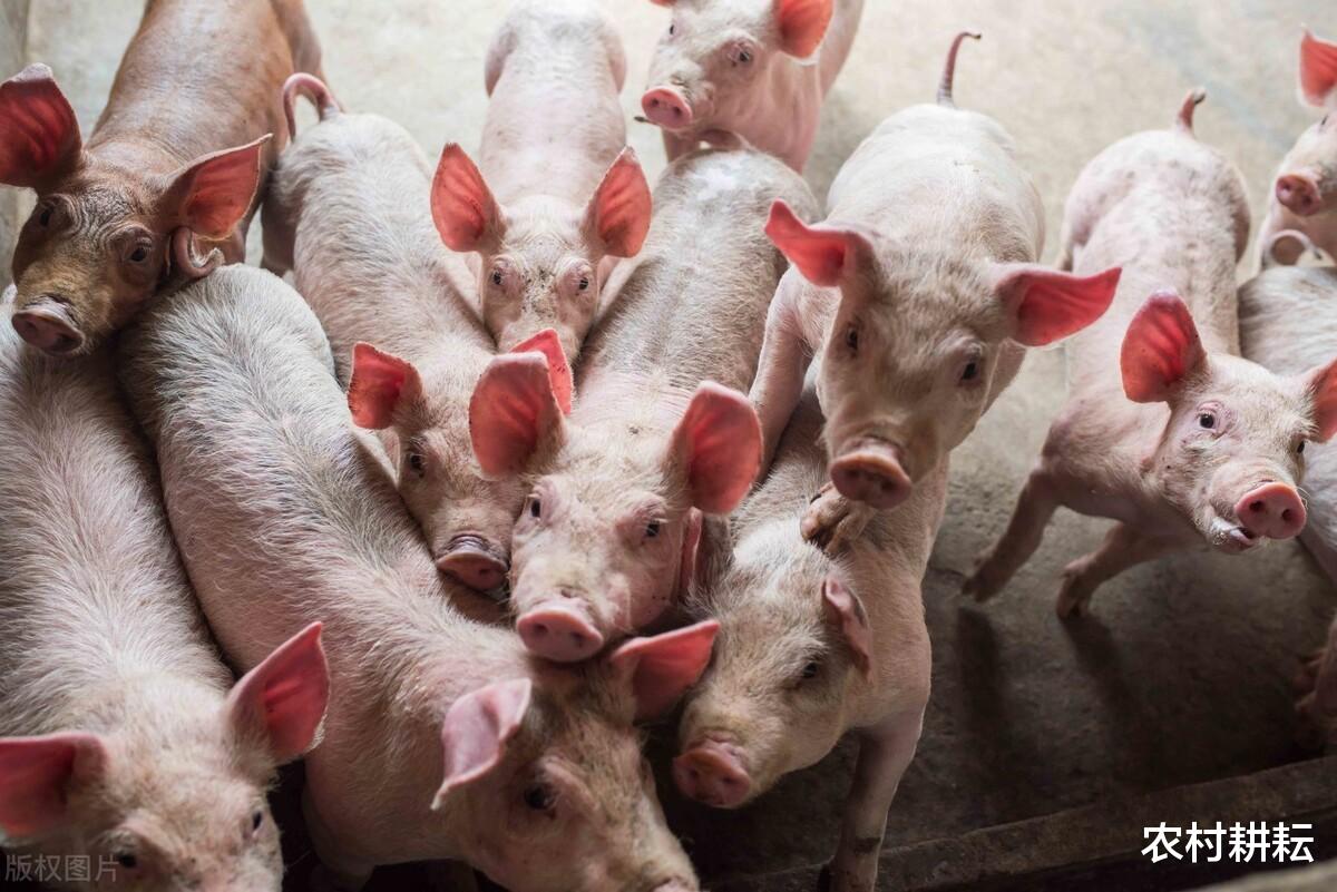 猪肉 猪肉能降到15元吗？“禁令”来袭，会改变生猪行情吗？