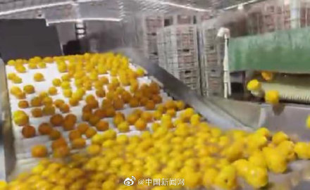 新广西 关于武鸣沃柑保鲜加工的官方通报来了!