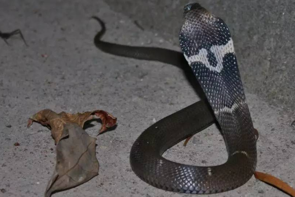 眼镜王蛇 我国最大毒蛇与无毒蛇的较量，谁会更胜一筹？眼镜王蛇能否获胜？