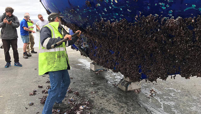 |遭人唾弃的藤壶，到底有多可怕？看看鲸和海龟被折磨的样子就懂了