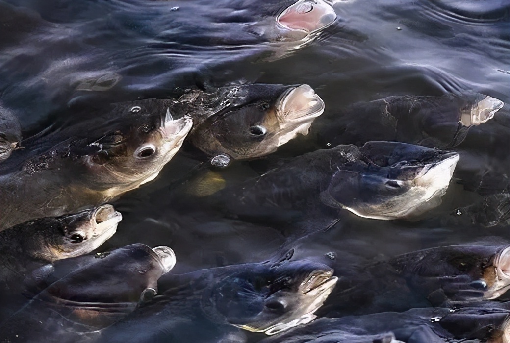 |立夏了，试试这种钓鱼招，夏天大鲫鱼也可轻松钓！——盛世三渔