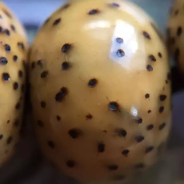 文玩|包浆是文玩的终极追求吗？