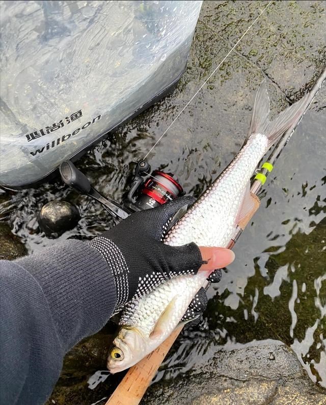 |筷子长的餐条？广东钓友，钓起许多大型餐条鱼，看起来像小草鱼