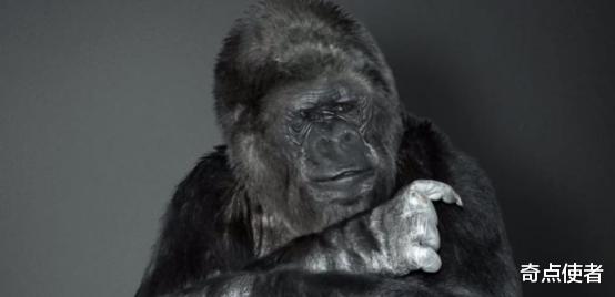 科学家 大猩猩要变成人了？爱撸猫、会1000多种手语，智商无限接近人类