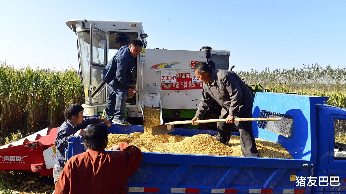 生猪价格 猪价、粮价“变脸”，猪价5连跌，玉米下跌扎堆，何时站稳1.5元？