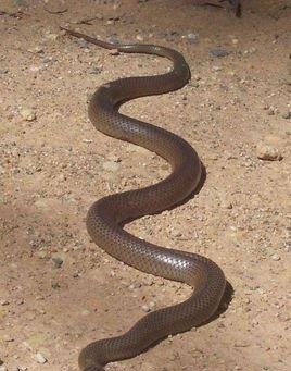 東部擬眼鏡蛇，世界十大毒蛇，澳大利亞殺人最多的蛇！-圖3