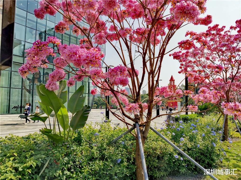 深圳城事汇 龙华东环二路风光：紫花风铃木开了，花真美，路人纷纷驻足拍照