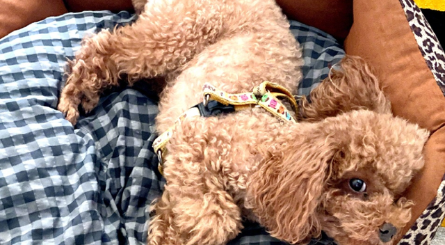 办公室|参观潘粤明住的豪宅,在家设计私人办公室,桌子上摆一堆书法用品