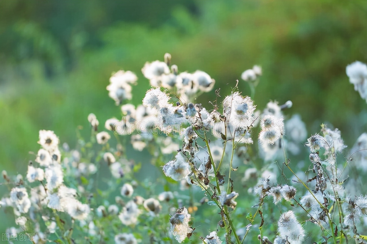 梦呓随谈|百年老店诡异起火，竟引来三更送亲女鬼夜哭，真相究竟如何？