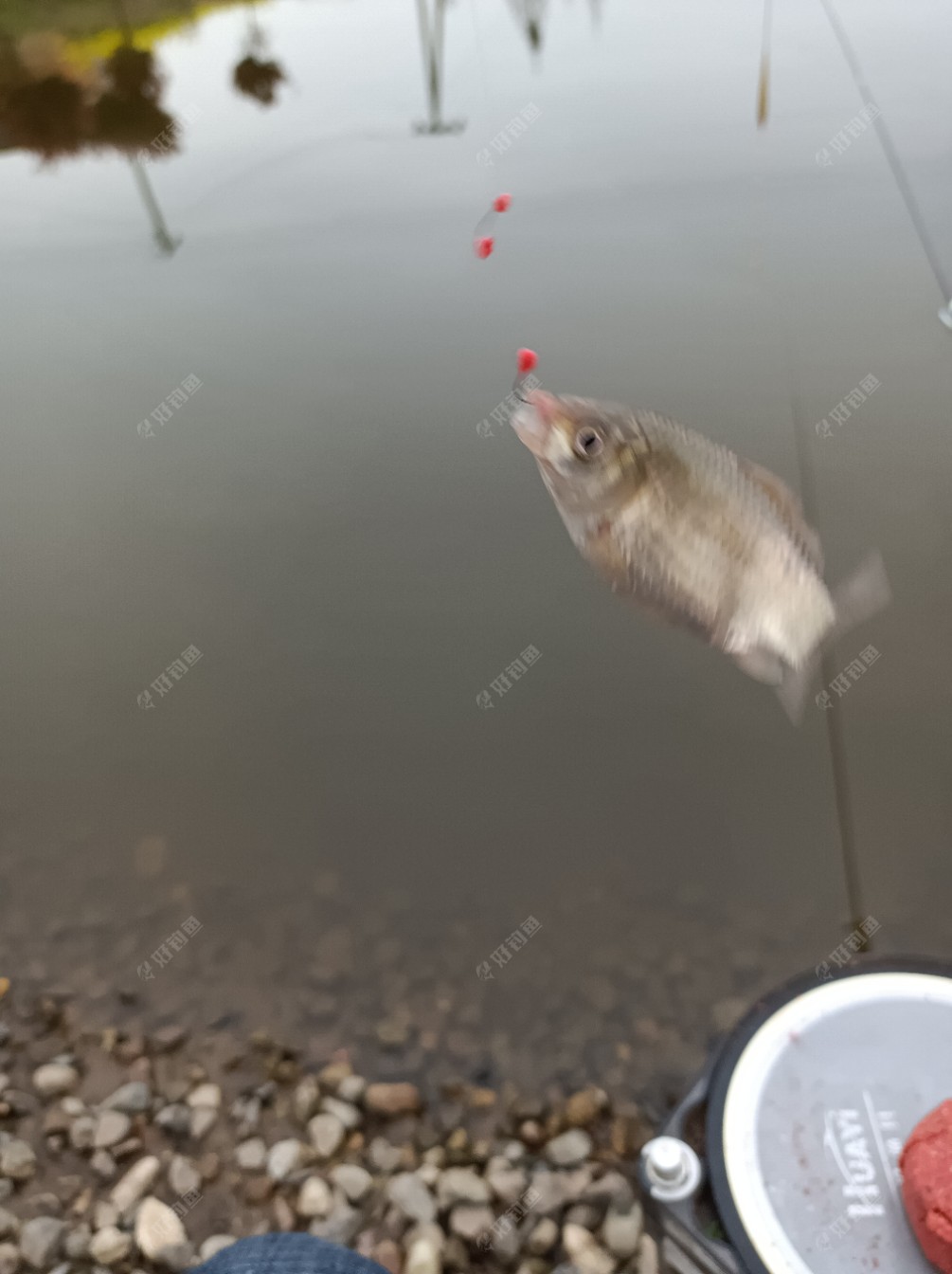 银行|[原创首发]下班后，菜地练竿鱼口超爽