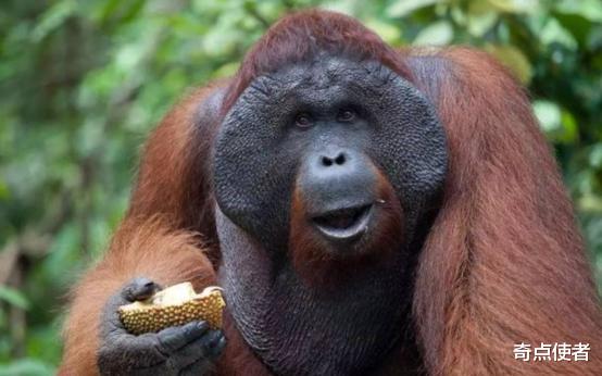 红毛猩猩 全球第一只上过大学的猩猩，自称想变成人类，却被囚禁30年