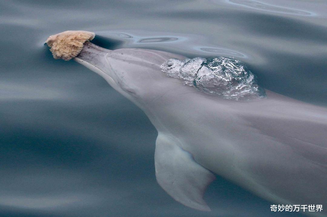 冠状病毒 北极熊会使用“工具”？面对巨大海象，北极熊投掷大石头把它砸晕
