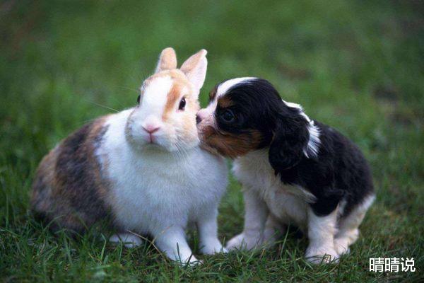 晴晴说|生肖兔,有热情的心态,在平淡的生活中寻找乐趣!