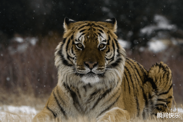 瞬间快乐|属虎的人生在几月，下半年生财有门，拔得头筹，事业旺翻天