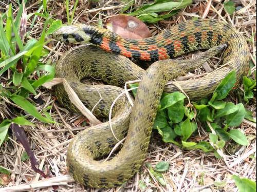 菜菜叶|红脖游蛇到底有没有毒?这种毒蛇有一些跟其他毒蛇不一样