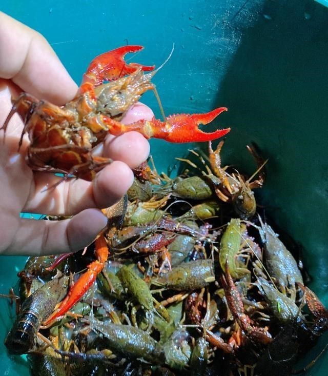 湖北|小龙虾泛滥？湖北钓鱼人半天钓一桶，可能是大水冲了养殖场