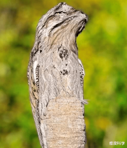 林鸱鸟和大麻鳽是真的能伪装，不仔细看，都发现不了它们！