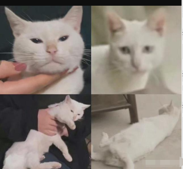 当家主母|《当家主母》摄制组发声明澄清，声明未盖公章，大V确认猫已死亡