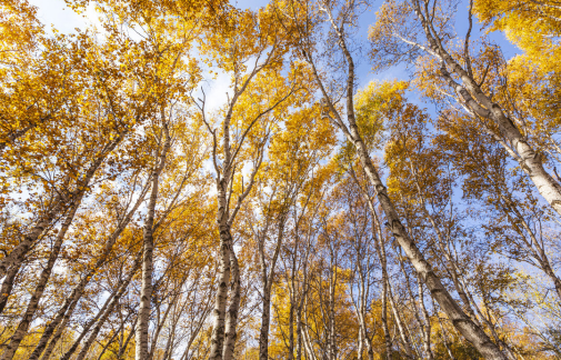 高血压|冬季养生，宜养肝！2宜1忌，养肝、滋阴、润冬燥