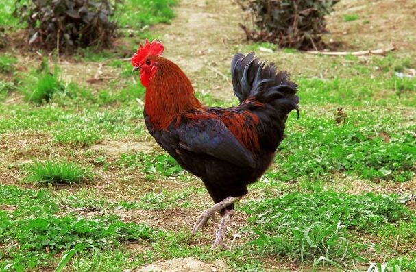 惊艳我年少时光|生肖鸡:贵人从四面八方前来相助,好事会不断发生,放心大胆去尝试