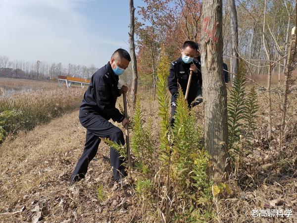 “恶魔之花”入侵河南，郑州或会“失控”，加拿大一枝花有多毒？