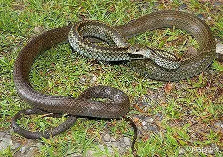  老人为什么说打蛇，要么打死，要么不打呢？