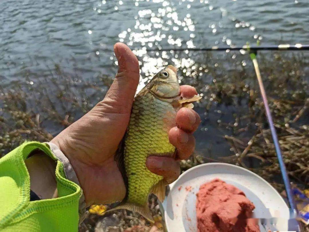 饵料|鱼口不好，只能干瞪眼？牢记这个四个方面，让您少走弯路，莫不信