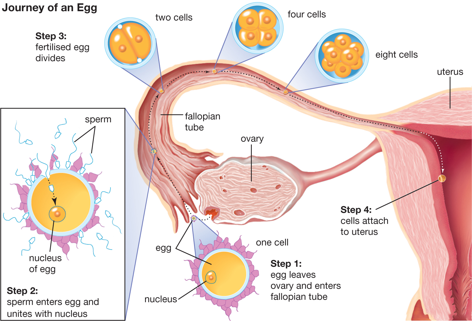 久见菌菌|美国科学家发现,精子与卵子结合时会发光,光芒越亮质量越好