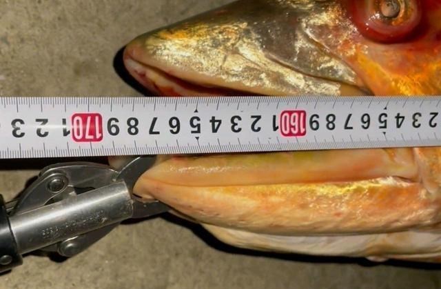 破纪录了!湖北男子钓起长1.7米的“鳡鱼王”,网友:这鱼不能放