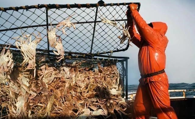 海洋生物 帝王蟹如果入侵全世界有多可怕?可以靠吃来“拯救世界”?