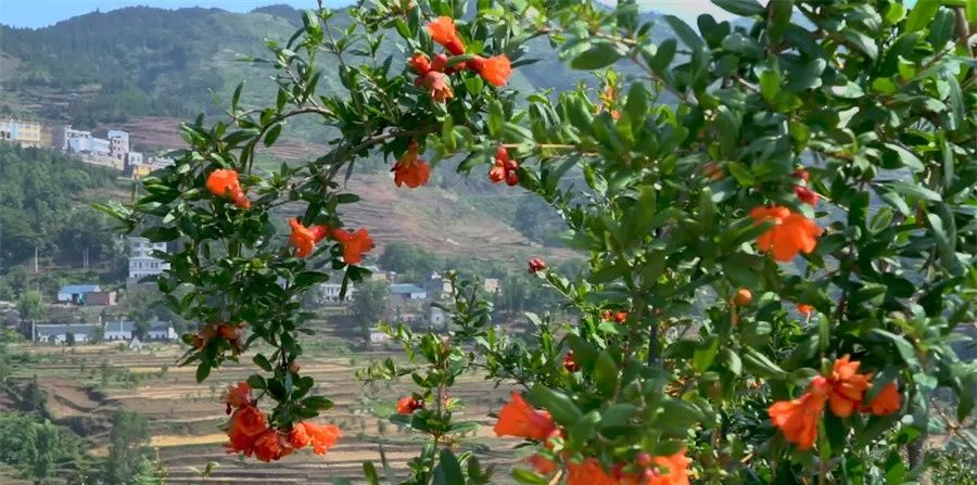 贵州出行 初夏与“榴花”