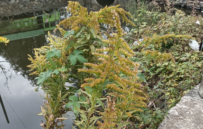 加拿大一枝黄花|因为长势太霸道，被全城围剿上热搜，加拿大一枝黄花到底是什么