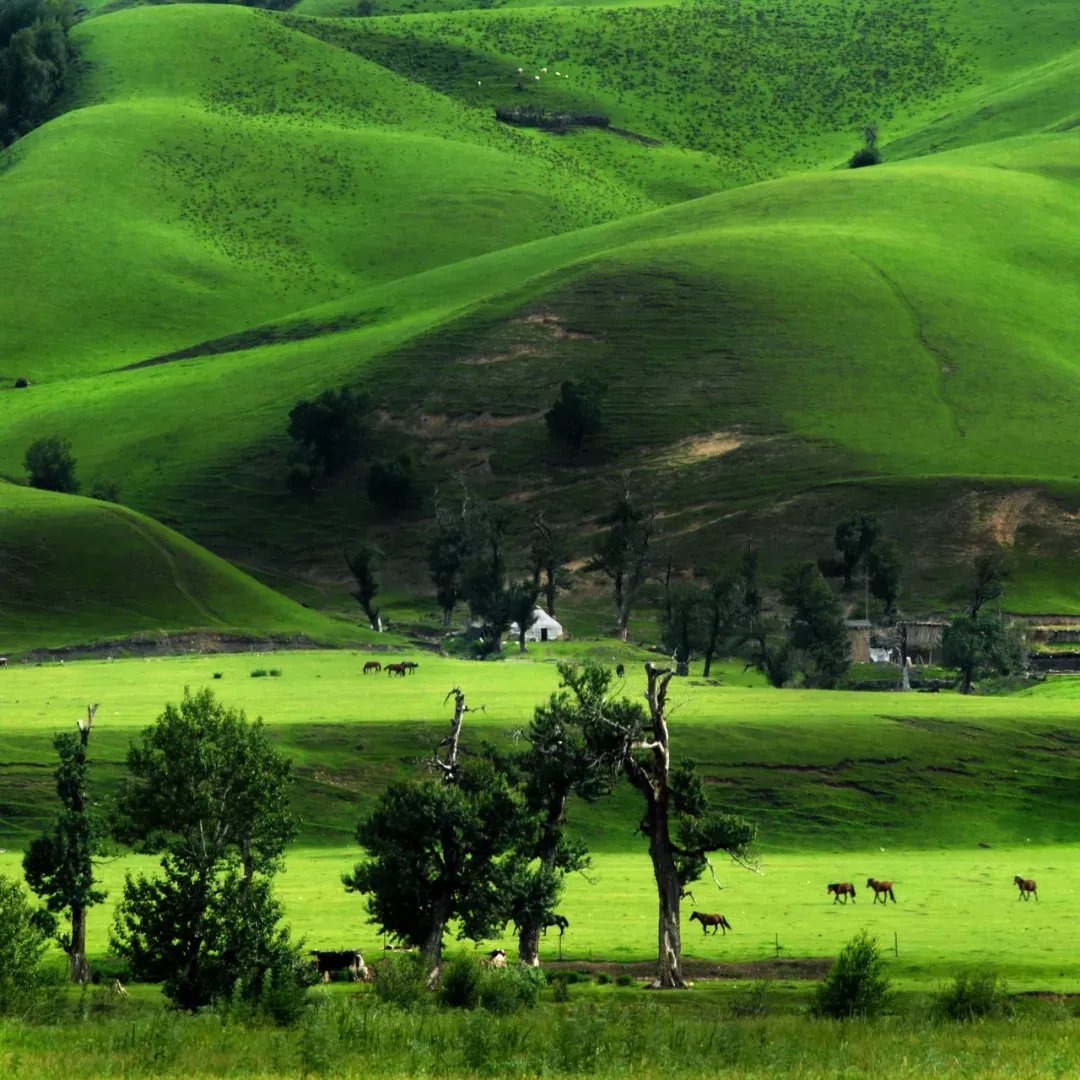 伊犁 有一种美,叫夏天的草原