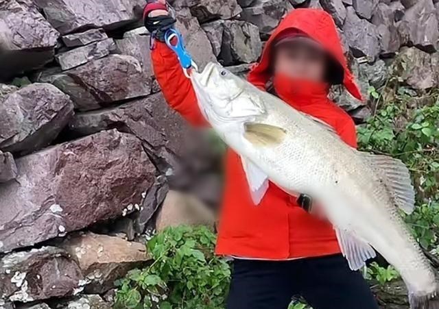 浙江省|浙江一女子海边野钓，意外收获“米级”大鲈鱼，男钓友都自叹不如