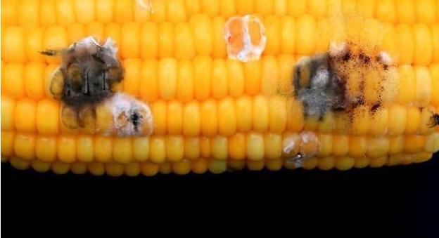 肝脏|一男子饭后晕倒，确诊肝硬化，医生训斥：这种粗粮不能常吃