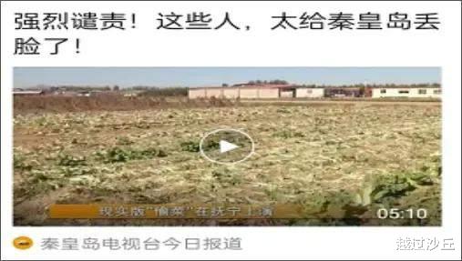 河北老人的“偷菜团”:他们偷走的是白菜,丢失的却是良知和尊严