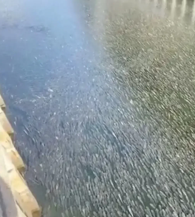 福建省|福建河道数万条鱼起浮，挤满河道，网友建议还看啥赶紧回家取抄网