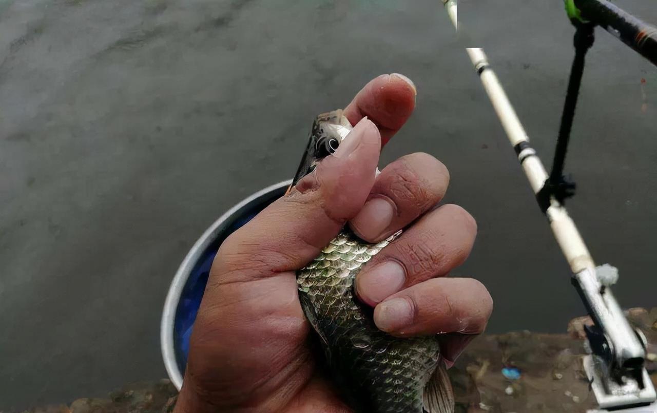 饵料|降温后还能钓鱼吗？可以从3个方面着手，说不定效果更好