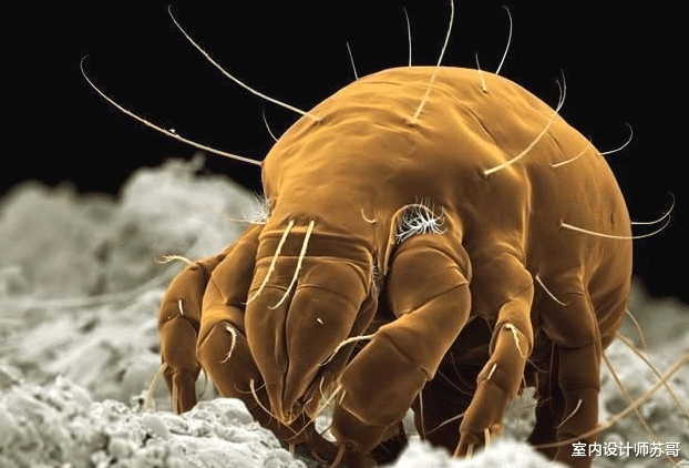 室内设计师苏哥 被子放久了有异味？教你1招，干净杀菌，比晒管用多了！