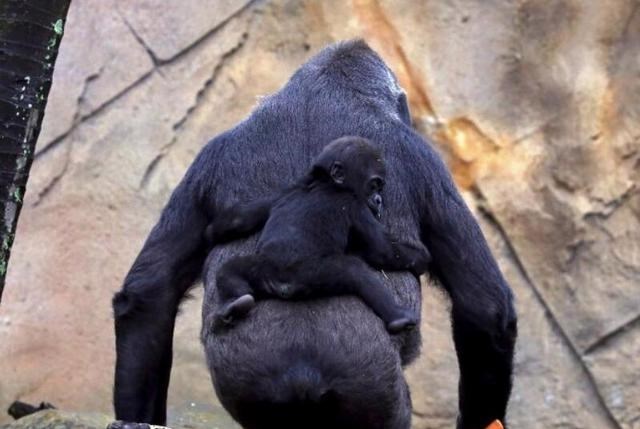  猩猩能与人结合繁衍后代吗？科学家主导实验，是何结果？