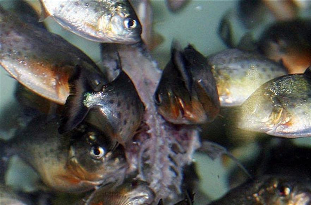 “地球之肺”亚马逊雨林,被称为人类禁区,里面到底有多恐怖?