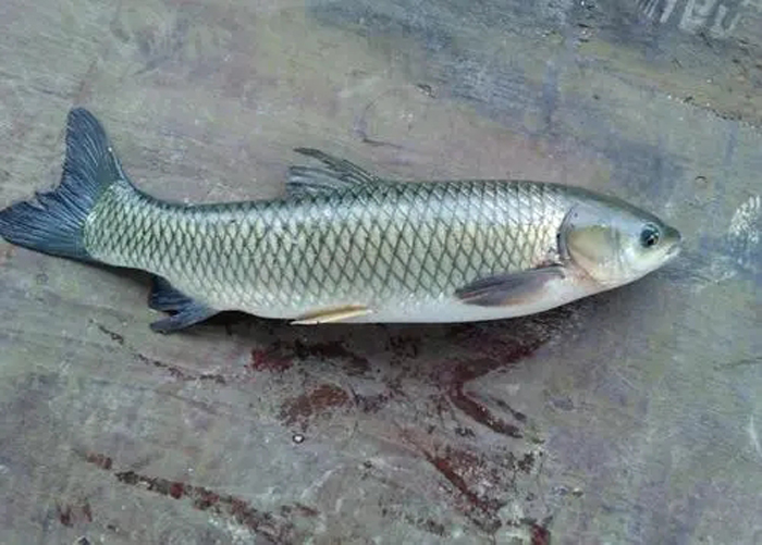 池塘|如何解决草鱼肝胆综合症？侠肝义胆是关键