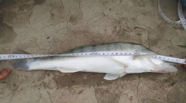 山东省|凶猛梭鲈鱼入侵山东多地，临沂钓鱼人：钓了几条，以为是鳜鱼