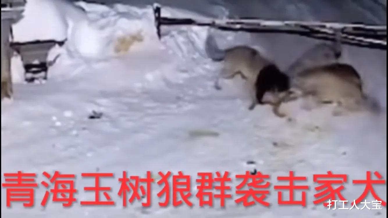 打工人大宝 青海玉树：家犬勇斗群狼，寡不敌众结局悲惨，网友：主人死哪里？