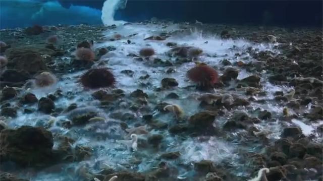 死亡冰柱 南极现“死亡冰柱”!形成速度极快,所到之处没有任何生命迹象