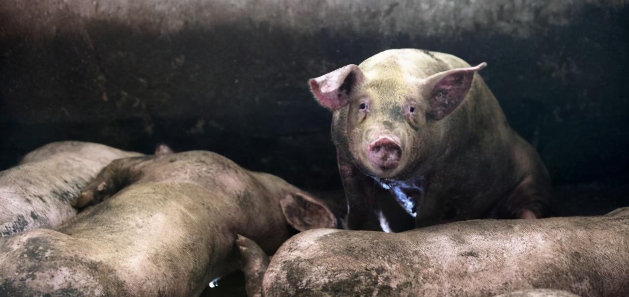 后代 人类为什么要让动物回交，回交有什么好处？