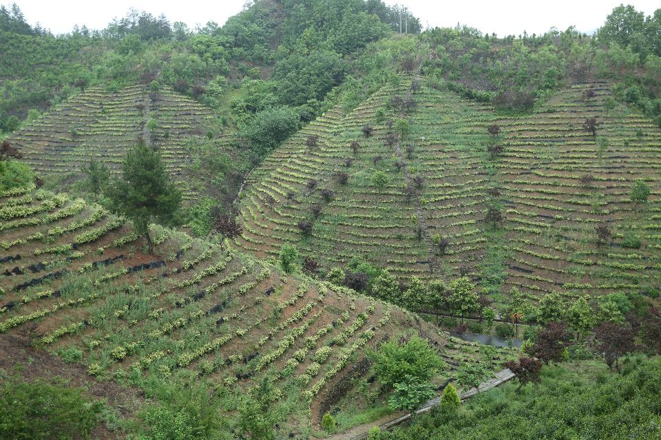 陕西蜗牛 第二届陕西网上茶博会商南茶品牌推广活动圆满成功