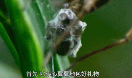 |让我们带着孩童般的好奇心，一起走进动物世界的奇葩《求偶游戏》