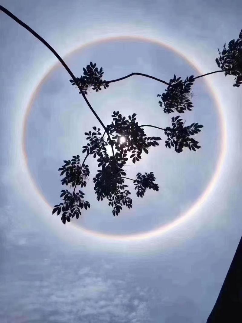 羊城派 打开 好靓，炫目“日晕”刷屏朋友圈！专家有重要提醒