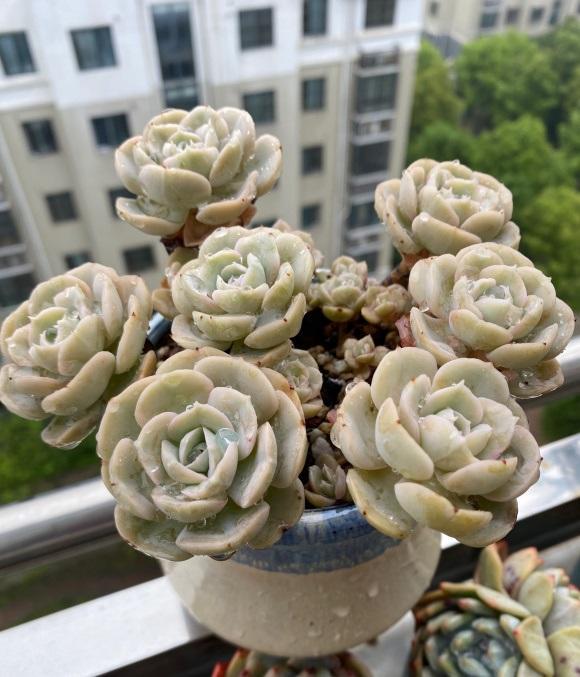 向阳园艺|即将立秋，多肉植物迎来生长季节，满足2点，好状态养出来